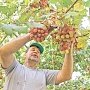 Виноградари Крыма призывают к созданию собственных виноградных питомников