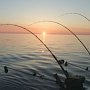 Запрет на рыболовство в определенных участках Черного моря вступит в силу с 1 ноября