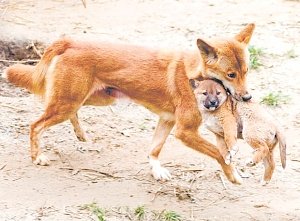 Как живут в природе дикие собаки динго
