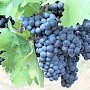В Крыму убрали почти весь виноград