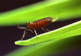 Специалисты выявили в Крыму очень опасную муху, способную уничтожать посевы