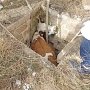 Крымские спасатели помогли животным, оказавшемуся в сложной ситуации