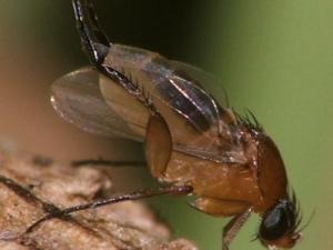 Черная пшеничная муха не угрожает посевам в Крыму, — ФГБУ «Россельхозцентр»