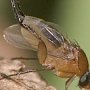 Черная пшеничная муха не угрожает посевам в Крыму, — ФГБУ «Россельхозцентр»
