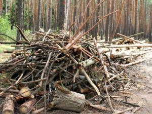 230 случаев нарушения лесного законодательства выявили в Крыму с начала года