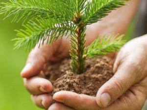 В лесхозах Крыма высадили 24 тыс деревьев