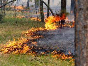 Площадь пожара в лесхозе Симферопольского района увеличилась в четыре раза