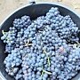Уборка винограда завершилась в Крыму: собрали более 74 тысяч тонн