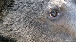 Просто бизнес: владелец крымского парка львов «Тайган» грозит убить 30 медведей – лишние