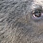 Просто бизнес: владелец крымского парка львов «Тайган» грозит убить 30 медведей – лишние