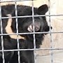 Экс-мэр столицы Ингушетии намерен спасти медведей от Олега Зубкова