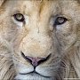 Зубков считает, что спаривание львов на глазах у детей — это нормально