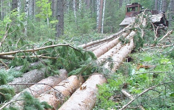 На Дальнем Востоке в Китай вывезли контрабандой лес на 800 млн рублей
