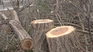 В Симферополе возбудили уголовное дело из-за вырубки деревьев