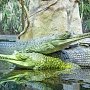В Крыму особые природные территории охраняются крокодилами