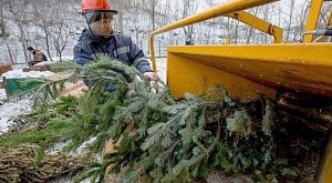 26 января в Симферополе можно будет сдать ёлку на переработку (АДРЕСА)