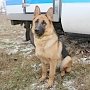 В Симферополе пес помог поймать щипача