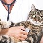 Как подобрать правильного ветеринара для своей кошки