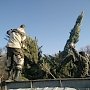Симферопольцы сдали более 500 новогодних деревьев в рамках акции «Ёлковорот»