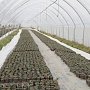 Владимир Константинов посетил тепличные комплексы по выращиванию ягод и овощей Бахчисарайского района