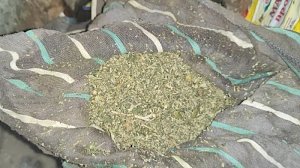 В Феодосии полицейские изъяли партию марихуаны у местного жителя