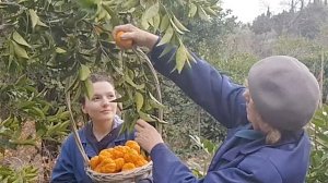 В Крыму собрали первый урожай грейпфрутов и лимонов