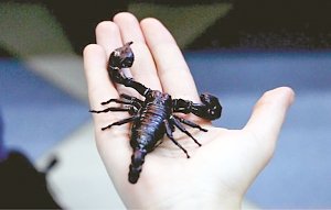 Как содержать скорпиона в качестве домашнего животного