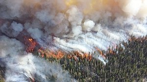 С начала года в Крыму зафиксировано уже три лесных пожара, — МЧС