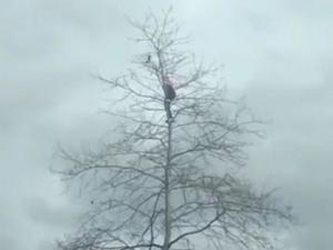 Симферополец залез на высокое дерево, чтобы спасти голубя