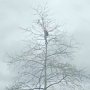Симферополец залез на высокое дерево, чтобы спасти голубя