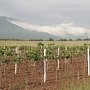 Крым потратит полмиллиарда рублей на развитие садоводства и виноградарства