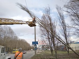 В Симферополе спиливают аварийные деревья