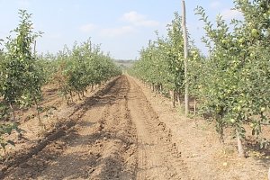 С начала года в Крыму заложено 377 гектаров многолетних плодовых насаждений, — Рюмшин
