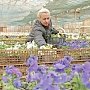 В этом году в Симферополе высадят более 100 тысяч цветов