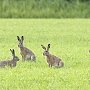 В Джанкойском районе незаконно охотились на зайцев