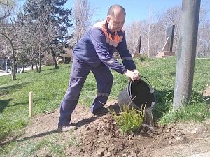 В Гагаринском парке Симферополя высадили особо защищенные можжевельники взамен украденных