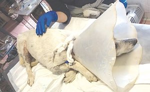 Раненой бездомной собаке в Крыму собирают средства на медикаменты