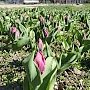 «Парад тюльпанов» в Никитском Ботаническом саду впервые проводится виртуально