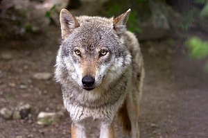 В Белогорском районе устроили нелегальную ночную охоту на волка