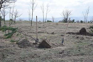 Зелёные зоны Симферополя, Судака, Феодосии, высаженные в рамках акции «Сад памяти», пострадали от вандалов