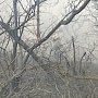 81 человек тушили пожар в Феодосийском лесоохотничьем хозяйстве
