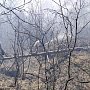 Утром под Феодосией загорелся лес