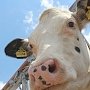 Крым занимает 9 место среди регионов России по среднесуточному надою молока в сельхозорганизациях