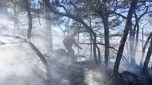 В Крыму участились лесные пожары, — МЧС