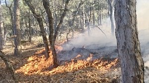 Пожарные потушили горящую лесополосу в Скалистом