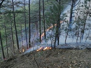 За неделю крымские огнеборцы ликвидировали 159 пожаров