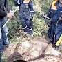 Крымские спасатели помогли дикому кабану, застрявшему в колодце