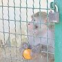 Чем кормят животных симферопольского зооуголка на карантине