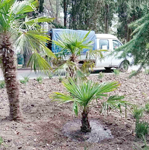В Приморском парке Алушты вернули на место украденную пальму