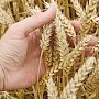 Крымские учёные рассказали, как обезопасить зерновые от заболеваний